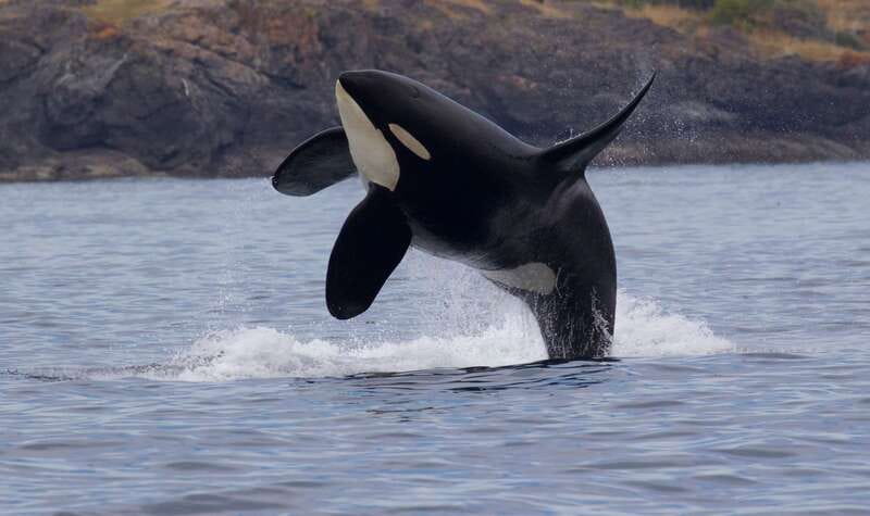 Victoria, BC: 3-Hour Ultimate Whale & Marine Wildlife Tour - Three hours searching the Salish Sea