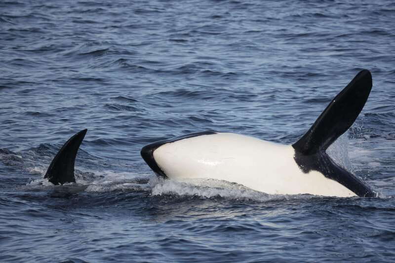 Victoria, BC: 3-Hour Ultimate Whale & Marine Wildlife Tour - The wildlife list is long, but the whales are never promised