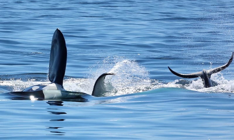 Victoria, BC: 3-Hour Ultimate Whale & Marine Wildlife Tour - Views from every side, with shelter when you need it