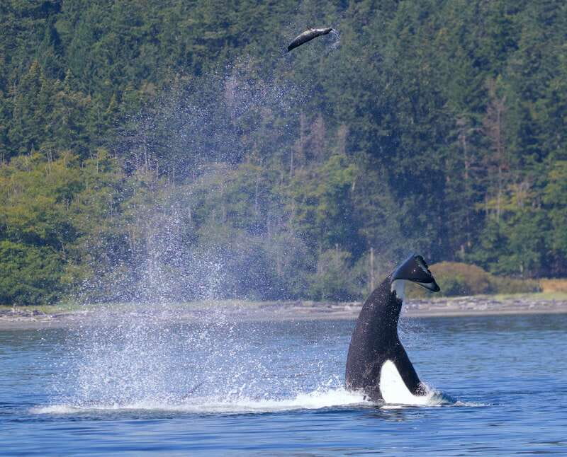 Victoria, BC: 3-Hour Ultimate Whale & Marine Wildlife Tour - Who will get the most from this tour