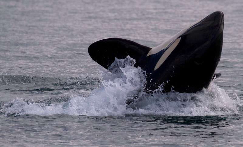 Victoria, BC: 3-Hour Ultimate Whale & Marine Wildlife Tour - A purpose-built boat with room to change your view