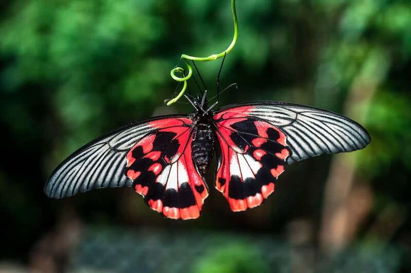 Victoria: Butterfly Gardens Admission Ticket - Tropical Flowers, Fruit Plants, and Carnivorous Species