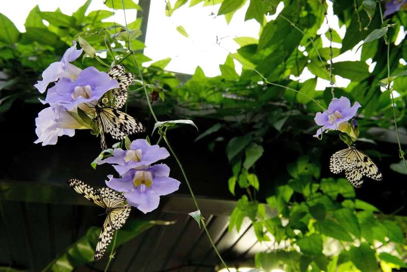 Victoria: Butterfly Gardens Admission Ticket - Reptiles, Amphibians, Birds, and a Flamingo