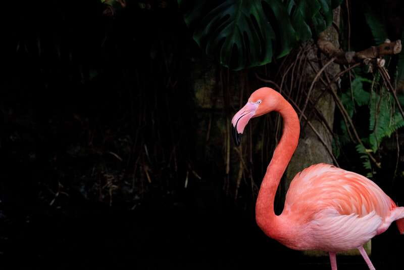 Victoria: Butterfly Gardens Admission Ticket - A Closer Look at the Insectarium
