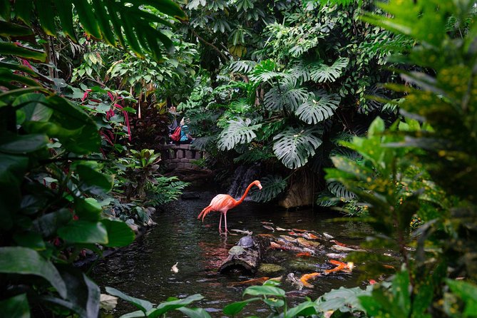 Victoria Butterfly Gardens Ticket - Frogs, Tortoises, Birds, and a Flamingo
