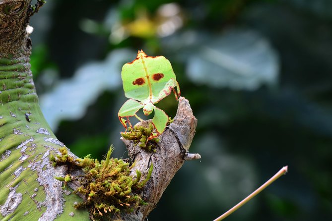 Victoria Butterfly Gardens Ticket - The Insectarium Adds a Different Kind of Interest