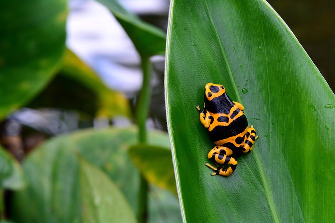 Victoria Butterfly Gardens Ticket - How Long to Stay and How to Plan the Visit