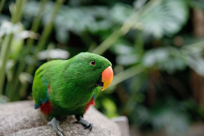 Victoria Butterfly Gardens Ticket - The Heat Is Part of the Experience