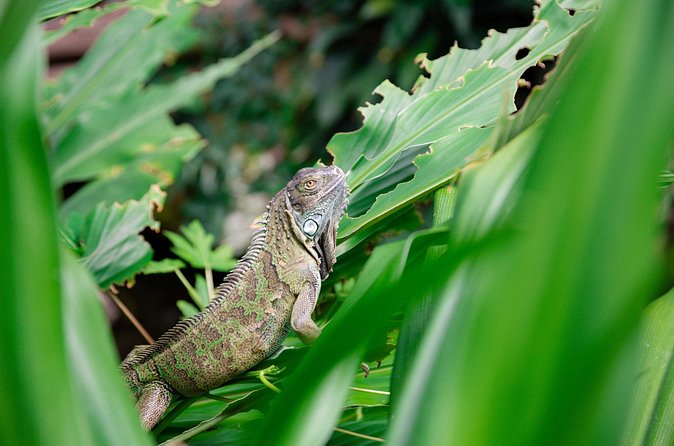 Victoria Butterfly Gardens Ticket - Is $15.77 Good Value?