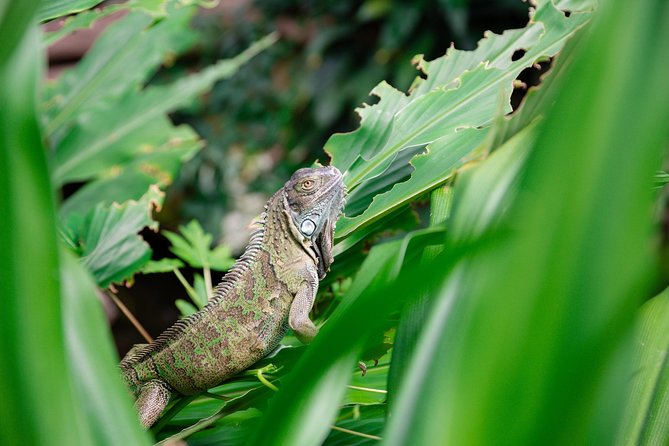 Victoria Butterfly Gardens Ticket - A Natural Pairing With Butchart Gardens