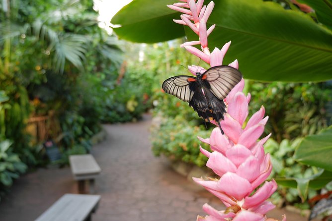 Victoria Butterfly Gardens Ticket - Why the Plants Matter as Much as the Butterflies