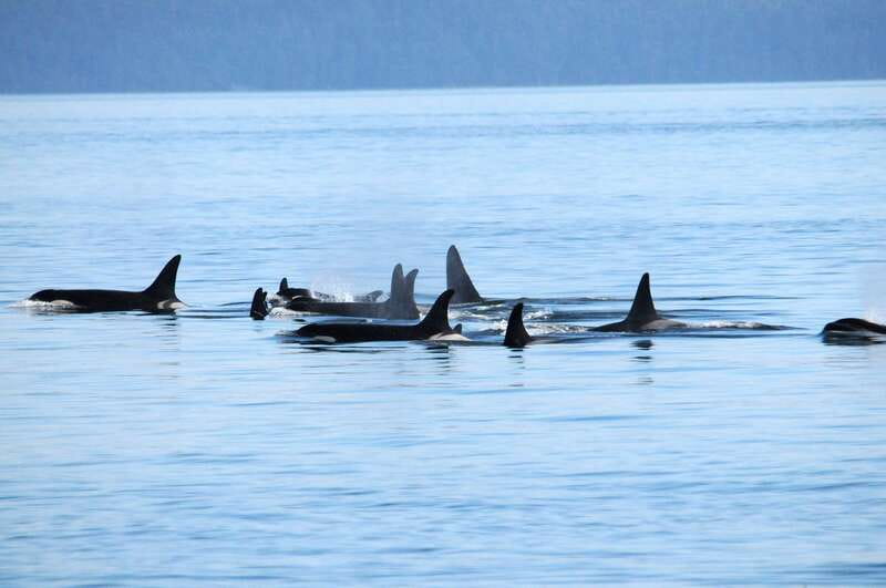 Victoria: Covered Whale Watching Adventure with Free Photos - Leaving Victoria for the Salish Sea