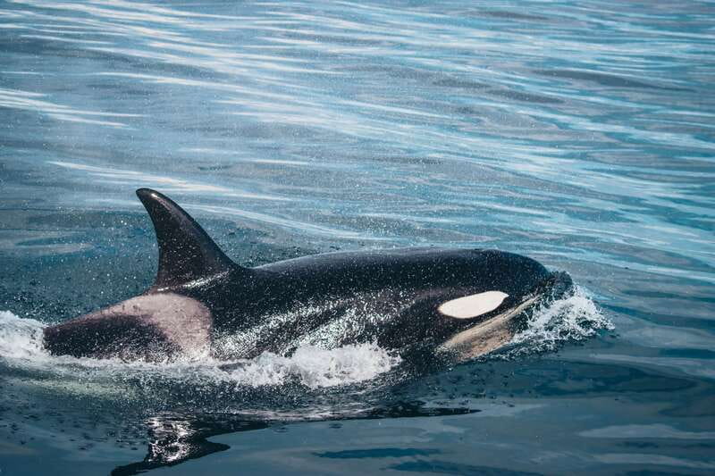 Victoria: Covered Whale Watching Adventure with Free Photos - Searching Haro Strait and the Strait of Juan de Fuca