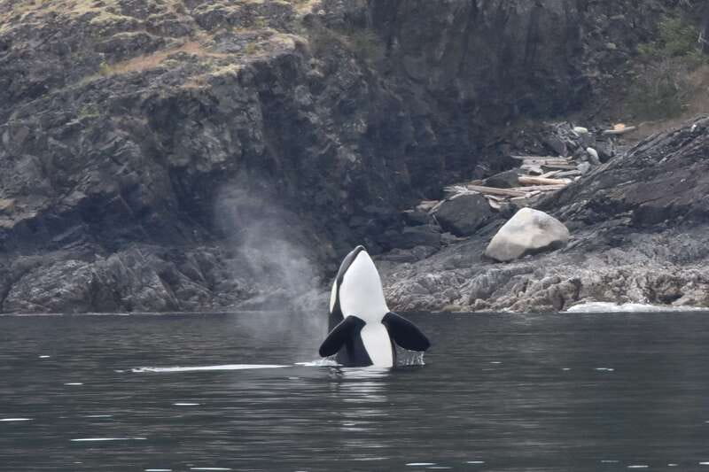 Victoria: Covered Whale Watching Adventure with Free Photos - What you might see beyond the whales