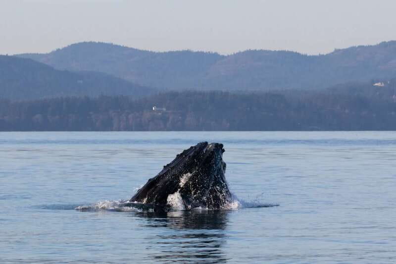 Victoria: Covered Whale Watching Adventure with Free Photos - Who should book this cruise