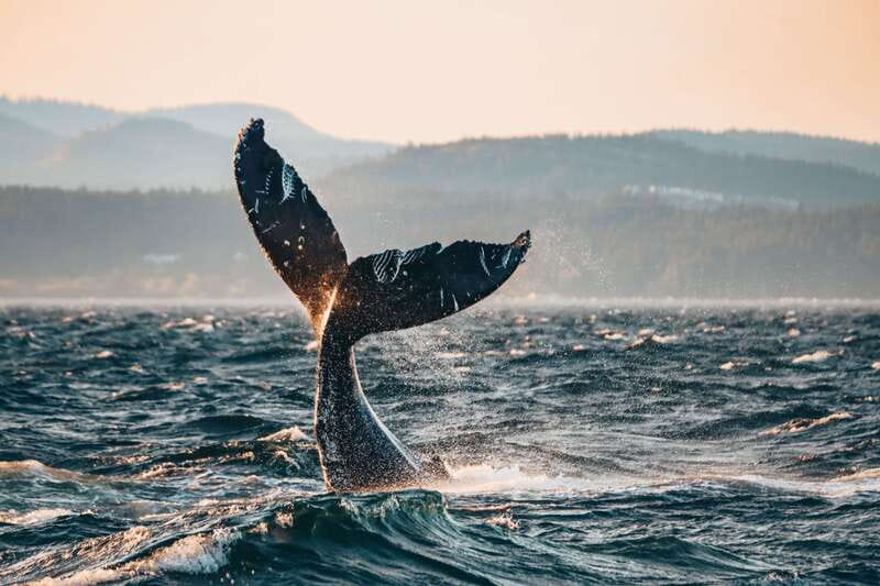 Victoria: Covered Whale Watching Adventure with Free Photos - The boat setup and where to sit