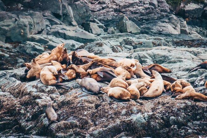 Victoria Half-Day Whale Watching Adventure with Free Photos - What the naturalists add to the experience