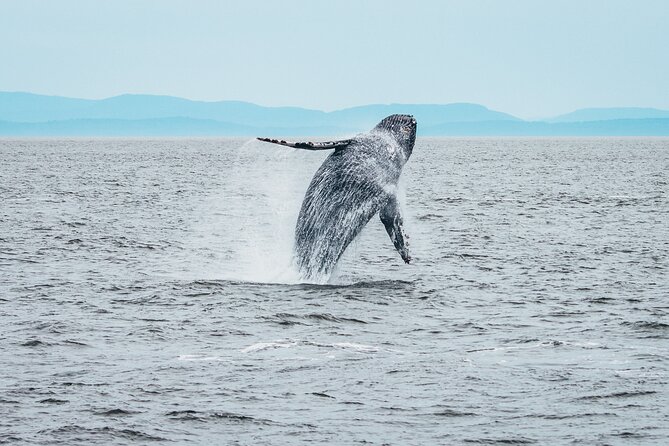 Victoria Half-Day Whale Watching Adventure with Free Photos - Dress for the Strait, not the city