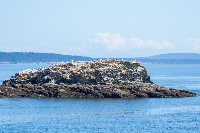 Victoria Half-Day Whale Watching Adventure with Free Photos - A catamaran built for changing conditions