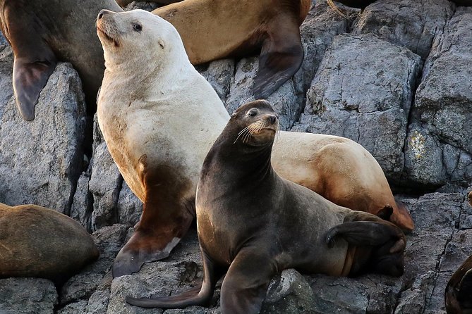 Victoria Marine Wildlife Tour - What the $131.43 price really covers
