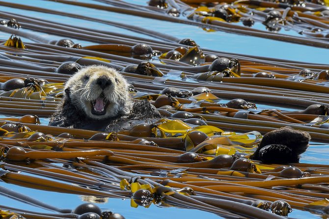 Victoria Marine Wildlife Tour - Winter brings more flexibility and more uncertainty
