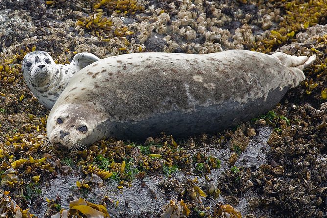 Victoria Marine Wildlife Tour - How to get the most from the boat