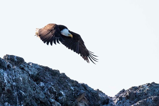 Victoria Marine Wildlife Tour - Who should book this experience?