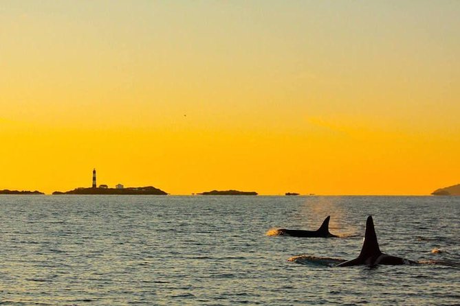 Victoria Sunset Whale-Watching Cruise - The sunset is part of the itinerary