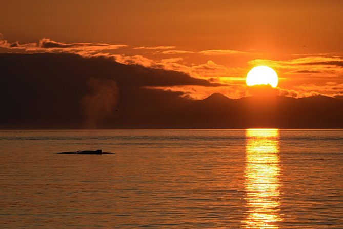 Victoria Sunset Whale-Watching Cruise - Who should book this sunset cruise