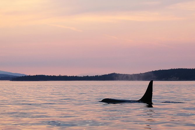 Victoria Sunset Whale-Watching Cruise - Searching for orcas, humpbacks, and smaller wildlife
