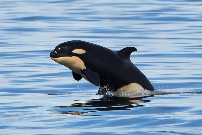 Victoria Whale and Wildlife Cruise - Why This Victoria Whale Cruise Is Worth Your Time