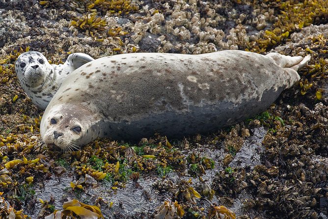 Victoria Whale and Wildlife Cruise - Searching For Orcas, Humpbacks, And Gray Whales