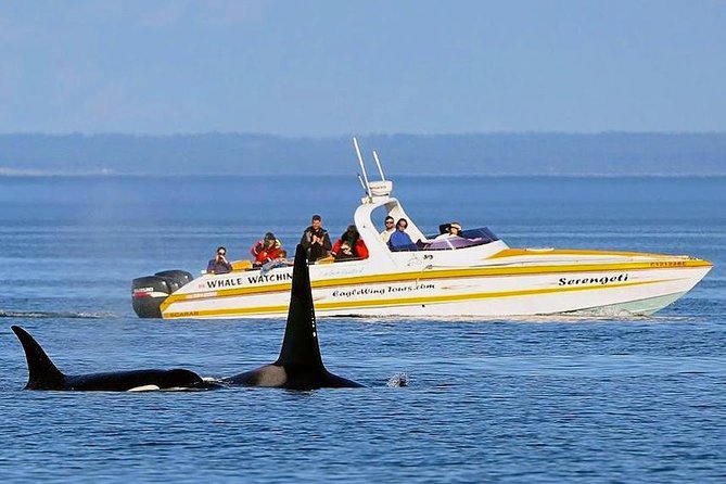 Victoria Whale and Wildlife Cruise - Seals, Sea Lions, Otters, And Eagles