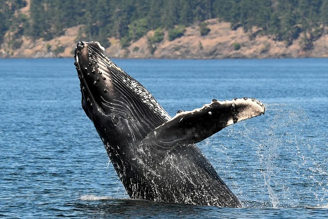 Victoria Whale and Wildlife Cruise - Open Boat Excitement Or Semi-Covered Comfort