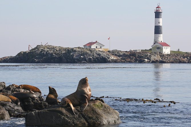 Victoria Whale and Wildlife Cruise - Who Will Enjoy This Half-Day Adventure