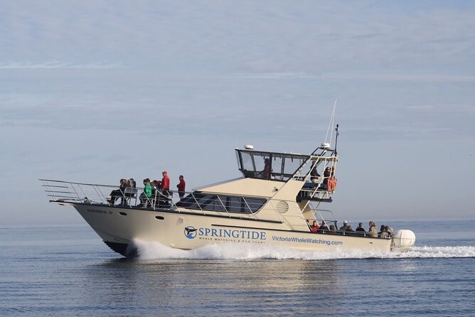 Victoria Whale Watch Tour - Three hours on the Salish Sea from Victoria