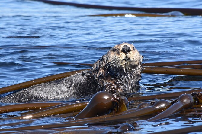 Victoria Whale Watch Tour - Searching for orcas, humpbacks, and sea lions