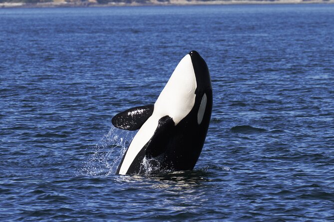Victoria Whale Watch Tour - Naturalists who make the sightings easier to understand