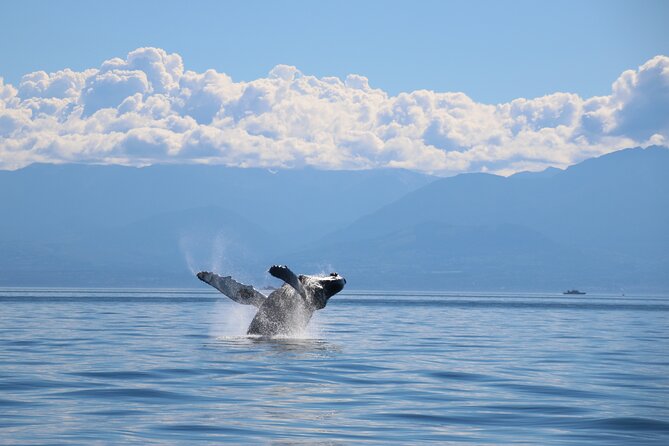 Victoria Whale Watch Tour - Comfort, weather, and the small details that matter