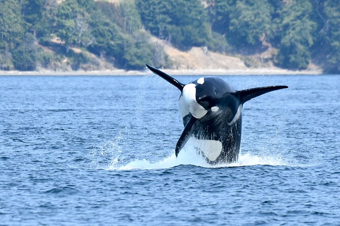 Victoria Whale Watch Tour - Who will enjoy this trip most