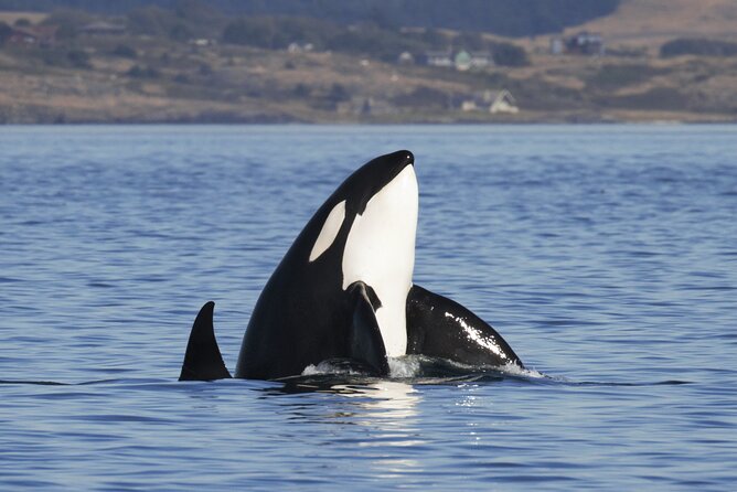 Victoria Whale Watch Tour - Boarding the 60-foot Ocean Cruiser