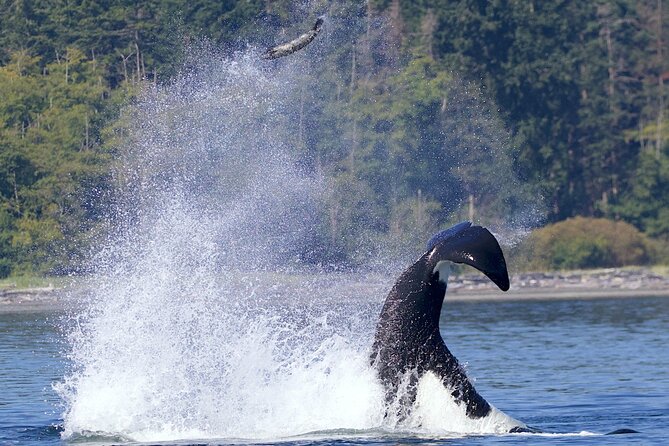 Victoria Whale Watching Cruise with Expert Naturalists - Stop 2: Victoria’s waterfront and the first wildlife search