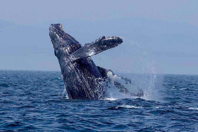 Victoria Whale Watching Cruise with Expert Naturalists - What the naturalists add to the ride