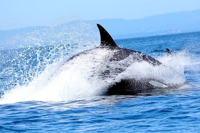 Victoria Whale Watching Cruise with Expert Naturalists - Weather, waves, and comfort on a small boat