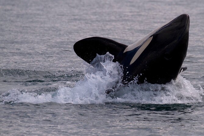 Victoria Whale Watching Cruise with Expert Naturalists - Is $134.02 a good value?