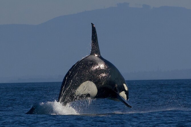 Victoria Whale Watching Cruise with Expert Naturalists - Booking advice and cancellation details