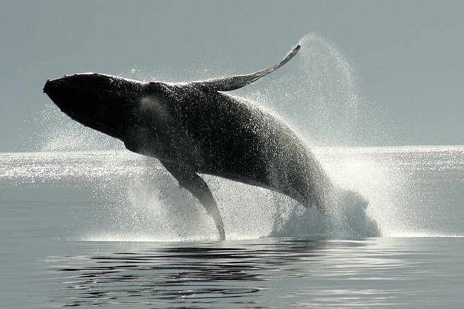 Victoria Whale Watching Cruise with Expert Naturalists - Who will enjoy this Victoria cruise most?