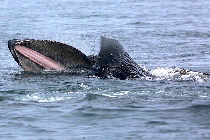 Victoria Whale Watching Cruise with Expert Naturalists - Stop 3: Vancouver Island waters and the main whale search