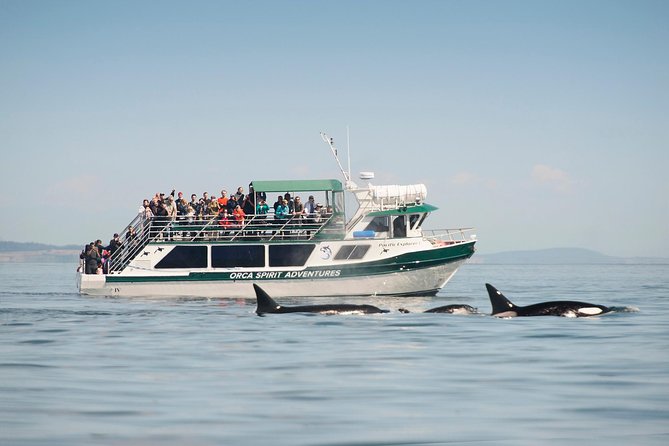Victoria Whale Watching Tour on a Covered Vessel - Three Hours from Kingston Street to the Whale Grounds