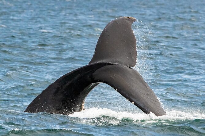 Victoria Whale Watching Tour on a Covered Vessel - Morning or Afternoon: Which Departure Works Best?